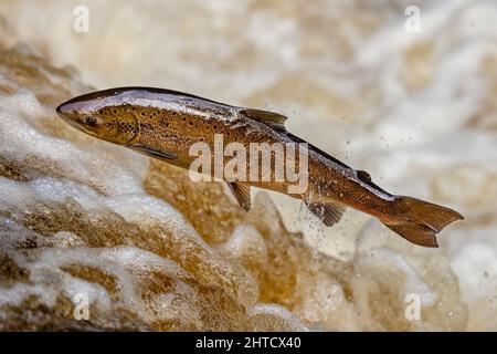 Salmone che saliva su una cascata durante la corsa al salmone. Yorkshire Regno Unito Foto Stock