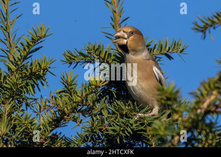 Donna Hawfinch, Hertfordshire, Inghilterra Foto Stock