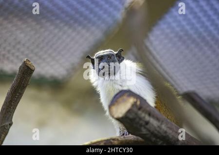 Primo piano del pied tamarin, Saguinus bicolore. Foto Stock