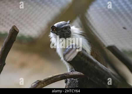 Primo piano del pied tamarin, Saguinus bicolore. Foto Stock