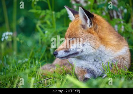 Volpe rossa rilassante nella campagna britannica. Surrey, Regno Unito Foto Stock