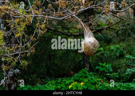 Particolare di un nido di Processionary, Thaumetopoea pityocampa, su un pino nero ancora vivo con aghi verdi e coni di pino. Lazio, Italia, europa Foto Stock