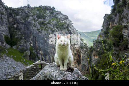 Un carino gatto ferale bianco nella baia di Kotor in Montenegro in estate Foto Stock