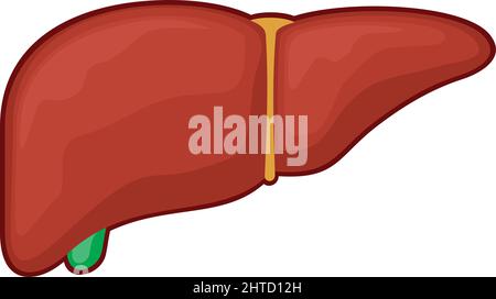 Fegato - illustrazione vettoriale dell'organo umano (anatomia della medicina) Illustrazione Vettoriale