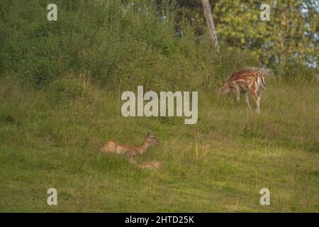 Vista panoramica di due cervi, sdraiati e pascolare sull'erba contro arbusti verdi e alberi Foto Stock