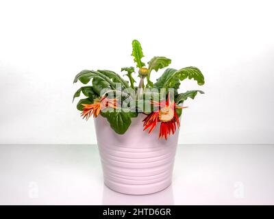 gerber - un fiore appassito morente in piedi in una pentola bianca su uno sfondo chiaro Foto Stock