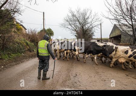 Ballinspittle, Cork, Irlanda. 28th Febbraio, 2022. Il contadino John Nyhan con suo figlio Brendan guida le loro mucche lungo una strada per il locale di mungitura nella loro fattoria a Ballinspittle, Co. Cork, Irlanda. - Credit; David Creedon / Alamy Live News Foto Stock