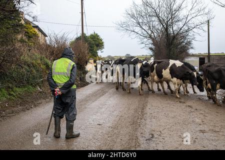 Ballinspittle, Cork, Irlanda. 28th Febbraio, 2022. Il contadino John Nyhan con suo figlio Brendan guida le loro mucche lungo una strada per il locale di mungitura nella loro fattoria a Ballinspittle, Co. Cork, Irlanda. - Credit; David Creedon / Alamy Live News Foto Stock