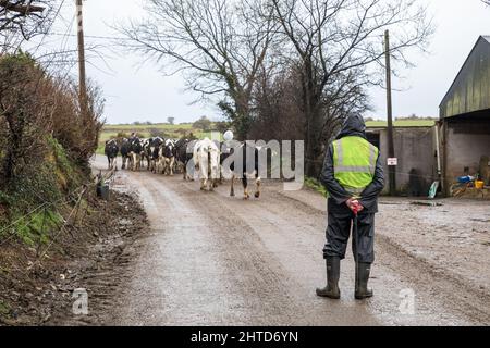 Ballinspittle, Cork, Irlanda. 28th Febbraio, 2022. Il contadino John Nyhan con suo figlio Brendan guida le loro mucche lungo una strada per il locale di mungitura nella loro fattoria a Ballinspittle, Co. Cork, Irlanda. - Credit; David Creedon / Alamy Live News Foto Stock