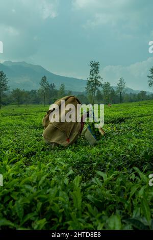 Lavoratore che raccoglie le foglie di tè nella piantagione di tè, vista mattutina da Wayanad, Kerala paesaggio naturale Foto Stock