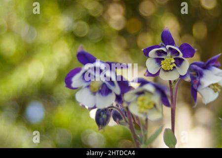 Aquilegia (piante colonnine) fiori viola e bianchi in primavera con sfondo naturale bokeh Foto Stock