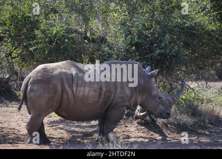 Closeup shot of a rhino walking in the forest in Africa Stock Photo