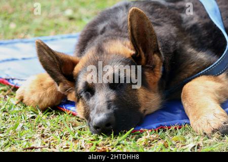 Un ritratto closeup di un carino cucciolo di pastore tedesco marrone che dorme su una coperta Foto Stock