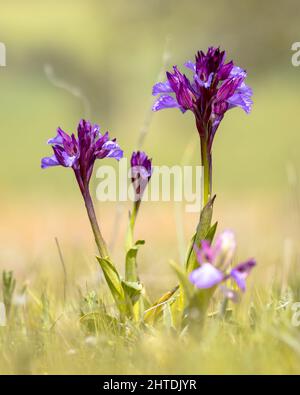 Farfalla Orchidea (Anacamptis papilionacea) Fiori viola in Grassland naturale nel mese di aprile, Estremadura, Spagna. Fauna selvatica scena della natura in Europa. Foto Stock