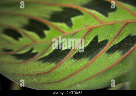 Una sola foglia della pianta di preghiera (Red Maranta Calathea) che mostra il disegno delle foglie e le vene rosse e suggestive Foto Stock