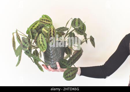 Una mano femminile che tiene una pianta di preghiera (Red Maranta Calathea) nel suo vaso su uno sfondo di colore chiaro Foto Stock