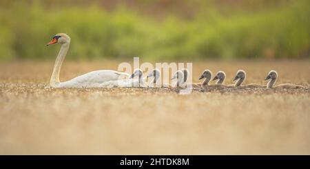 Mute Swan (Cygnus olor) Nuoto sul lago in controluce con i pulcini. Questa è una specie di cigno e membro della famiglia Anatidae degli uccelli acquatici. Fauna selvatica S Foto Stock