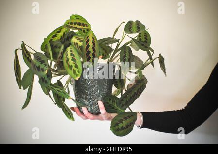 Una mano femminile che tiene una pianta di preghiera (Red Maranta Calathea) nel suo vaso su uno sfondo di colore chiaro Foto Stock