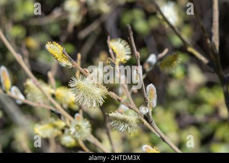 Ape impollinando un seme di Banksia integrifolia Foto Stock