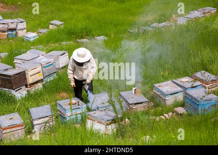 Primo piano di un apicoltore che tiene un nido d'ape pieno di api. Apicoltura. Foto Stock