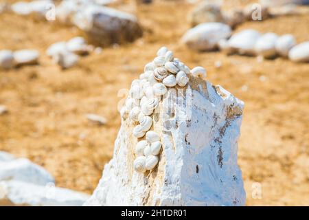 Un primo piano di piccoli fossili di lumaca su roccia Foto Stock