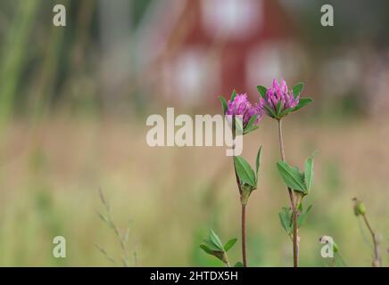 Trifoglio rosso, Pratense Trifolium, prato e casa sfocati sullo sfondo Foto Stock
