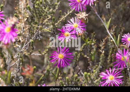 I fiori di Trichodiadema nella riserva naturale di Kogelberg, Sudafrica Foto Stock