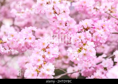 Carta primavera, rami di ciliegia fiorente, fiori rosa sakura, immagine romantica da sogno Foto Stock