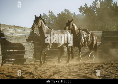 Gruppo di cavalli che corrono in corallo che calcia la polvere Foto Stock