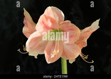 primo piano di un bel salmone rosa hippeastrum fiore su uno sfondo scuro Foto Stock