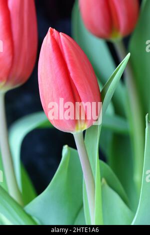 primo piano di una fresca fioritura di tulipani rosa in un bouquet di fiori su sfondo scuro Foto Stock