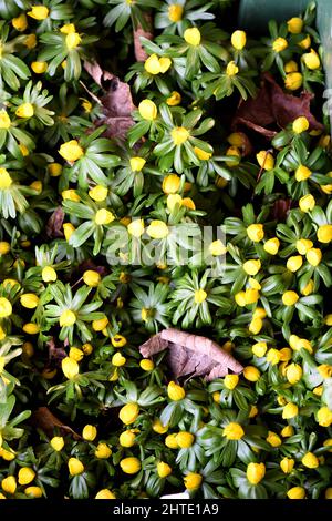 Un gruppo di Aconite d'inverno. Foto Stock