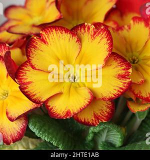 primo piano di una splendida primula vulgaris color giallo-rosso Foto Stock