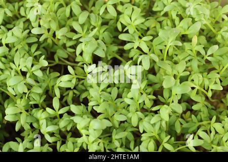 primo piano di verde fresco giardino cress, vista dall'alto Foto Stock