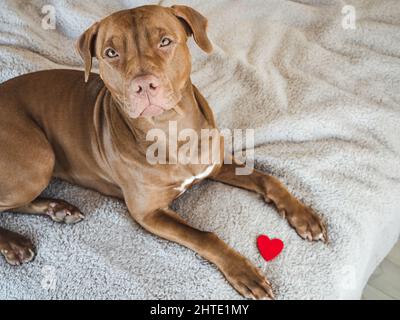 Amabile, carino cucciolo di colore marrone. Primo piano, interno, vista dall'alto. Luce diurna. Concetto di cura degli animali domestici Foto Stock