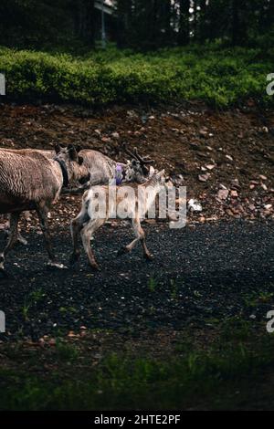 Colpo verticale del gruppo di renne che cammina lungo la strada. Foto Stock