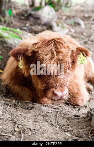Primo piano verticale del vitello che giace a terra Foto Stock