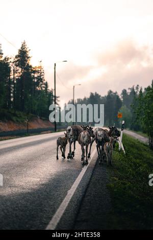 Colpo verticale della mandria di renne che cammina lungo la strada. Foto Stock