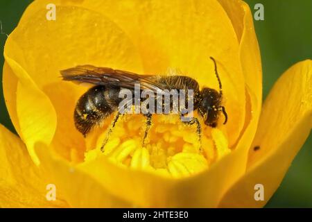 Primo piano sull'ape grande del forbici, Chelostoma florisomne, uno specialista sulla raccolta del polline Foto Stock