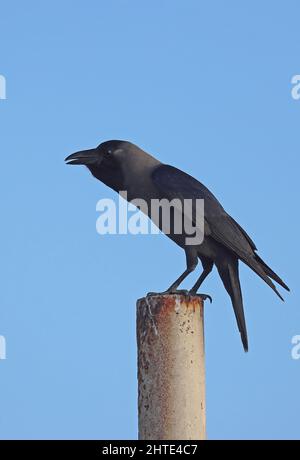 House Crow (Corvus splendens) adulto arroccato dopo aver chiamato Oman Dicembre Foto Stock