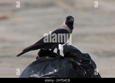 House Crow (Corvus splendens) adulto arroccato su sacco di rifiuti Oman Dicembre Foto Stock