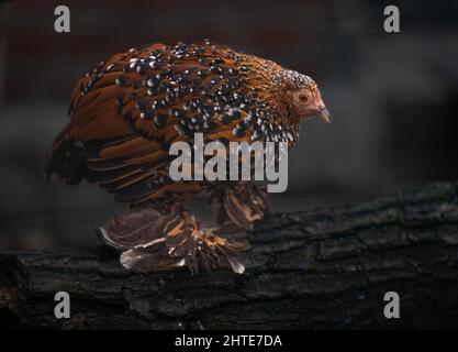 Carino pollo bruno olandese bootato Bantam in piedi su un tronco d'albero Foto Stock