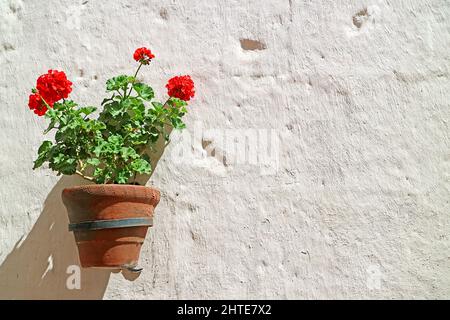 Begonia rossa in vaso che fiorisce sul muro di pietra del ruco bianco all'interno del monastero di Santa Catalina, Arequipa, Perù Foto Stock