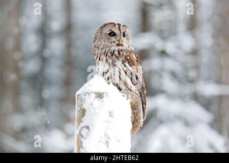 Foresta invernale con neve di Tawny Owl durante l'inverno, foresta innevata in background, habitat naturale. Scena faunistica dal freddo inverno. Foto Stock