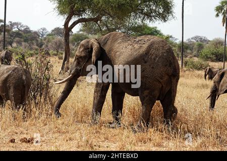 Elefante africano, pascolo, Loxodanta afrricana, erbivori, mammifero di terra più grande, tronco muscolare, zecche, orecchie grandi, fauna selvatica, animale, Tarangire Natione Foto Stock