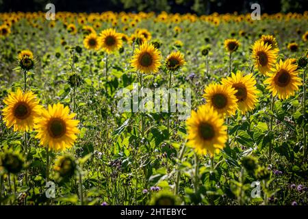 Un campo di girasole in Sussex in una giornata estiva, con una profondità di campo poco profonda Foto Stock