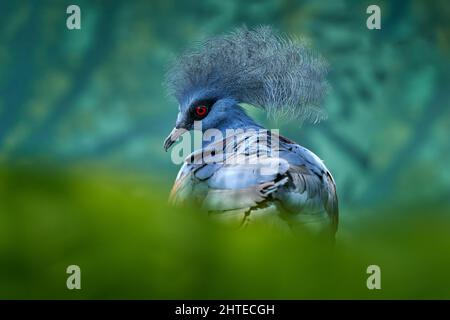 Uccello blu con occhio rosso, foresta scura sullo sfondo, primo piano. Fauna selvatica natura. Piccione blu grande. Piccione coronato occidentale, Goura cristata, porto dettaglio Foto Stock