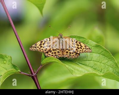 Dark Green Fritillary Butterfly Renting Wings Open. Foto Stock