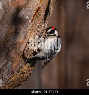 Un Downy Woodpecker guardò da vicino con il suo becco intrappolato nella corteccia di un albero di Crabbapple mentre tentava di sciogliere un po' di legno. Foto Stock