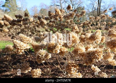 Scena invernale che mostra teste di fiori di hydrangea marrone essiccato su cespuglio Foto Stock